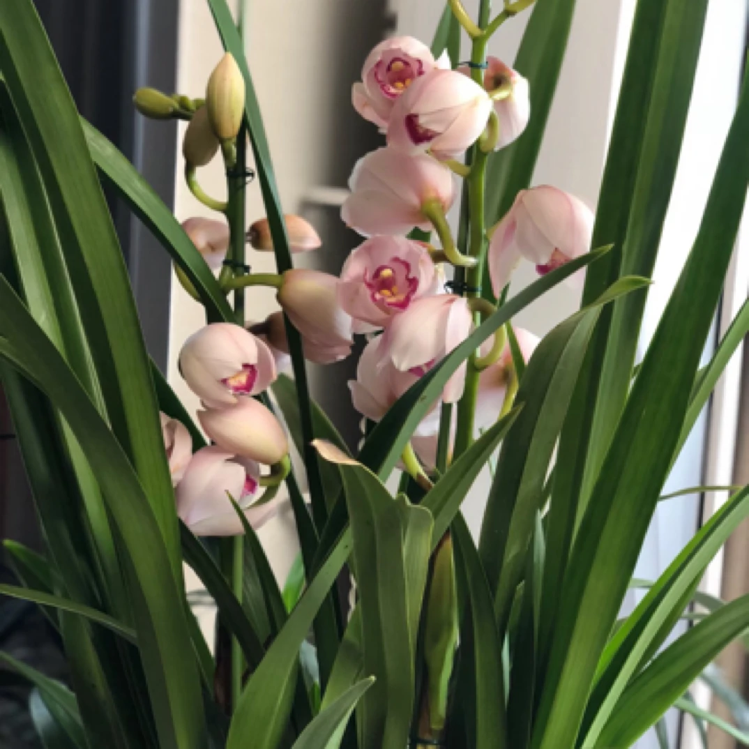 【大花蕙兰-诱惑】粉色系 年宵花 高端精品盆栽