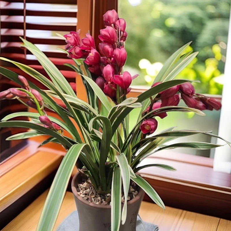 【金边大红袍】兰花5年老苗情悠长清香高端精品大花蕙兰