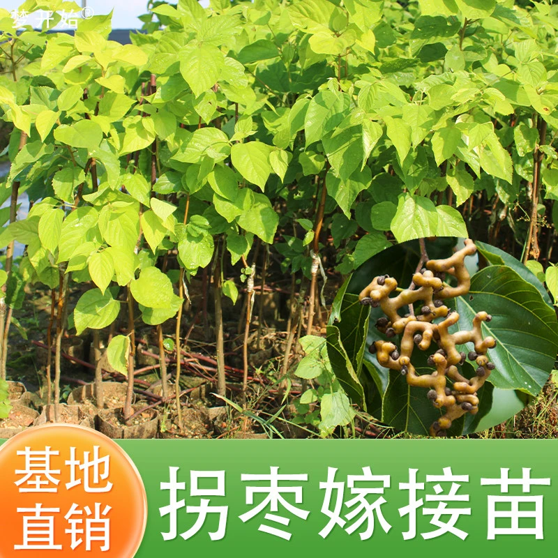 拐枣树苗嫁接拐枣树苗万寿果苗鸡爪连金钩梨盆栽地栽带土带叶发货