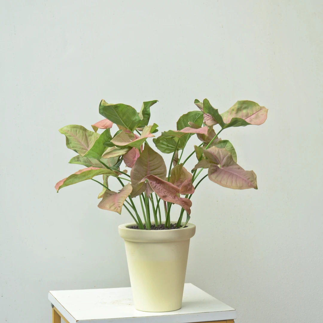 红粉佳人合果芋3苗室内桌面客厅茶几绿植盆栽好养适合新手