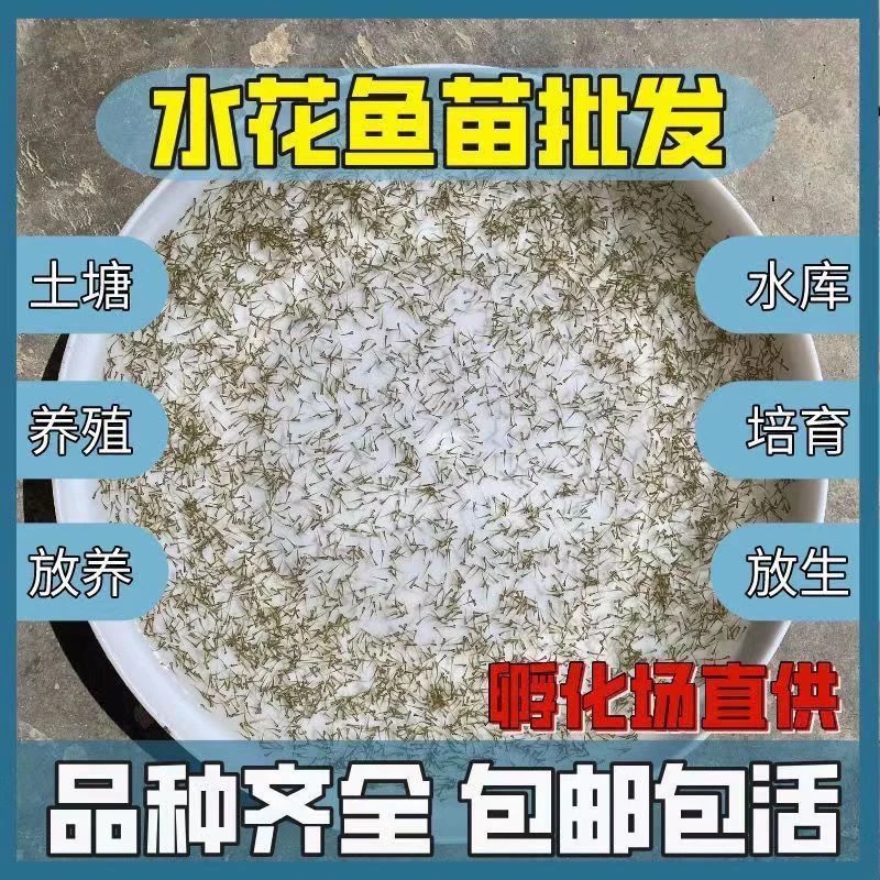 金鱼水花鱼苗包邮好养幼苗泰狮兰寿鎏金水泡观赏鱼苗批发淡水鱼苗