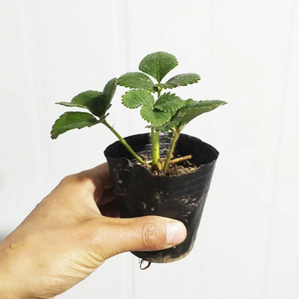 原盆原土育苗杯草莓苗带土四季草莓南北方阳台室内室外盆栽红颜绿