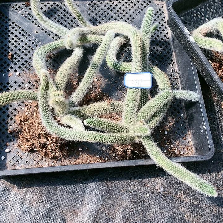 【闪购商品】遇*拍一发二