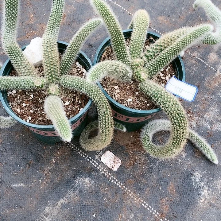 【闪购商品】❤️****拍一发二精品老庄