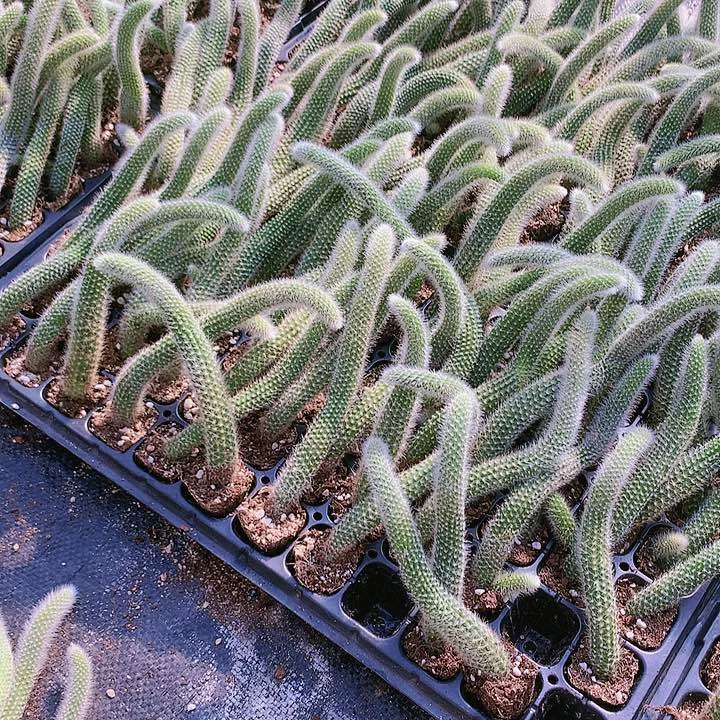 【闪购商品】拍一发十