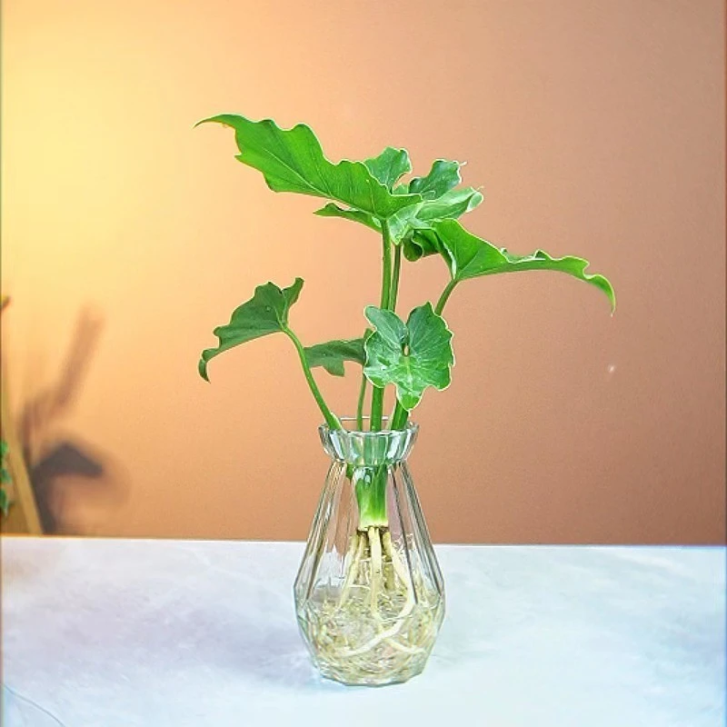 水培春羽室内客厅绿植净化空气水养花卉盆栽办公室桌面植物