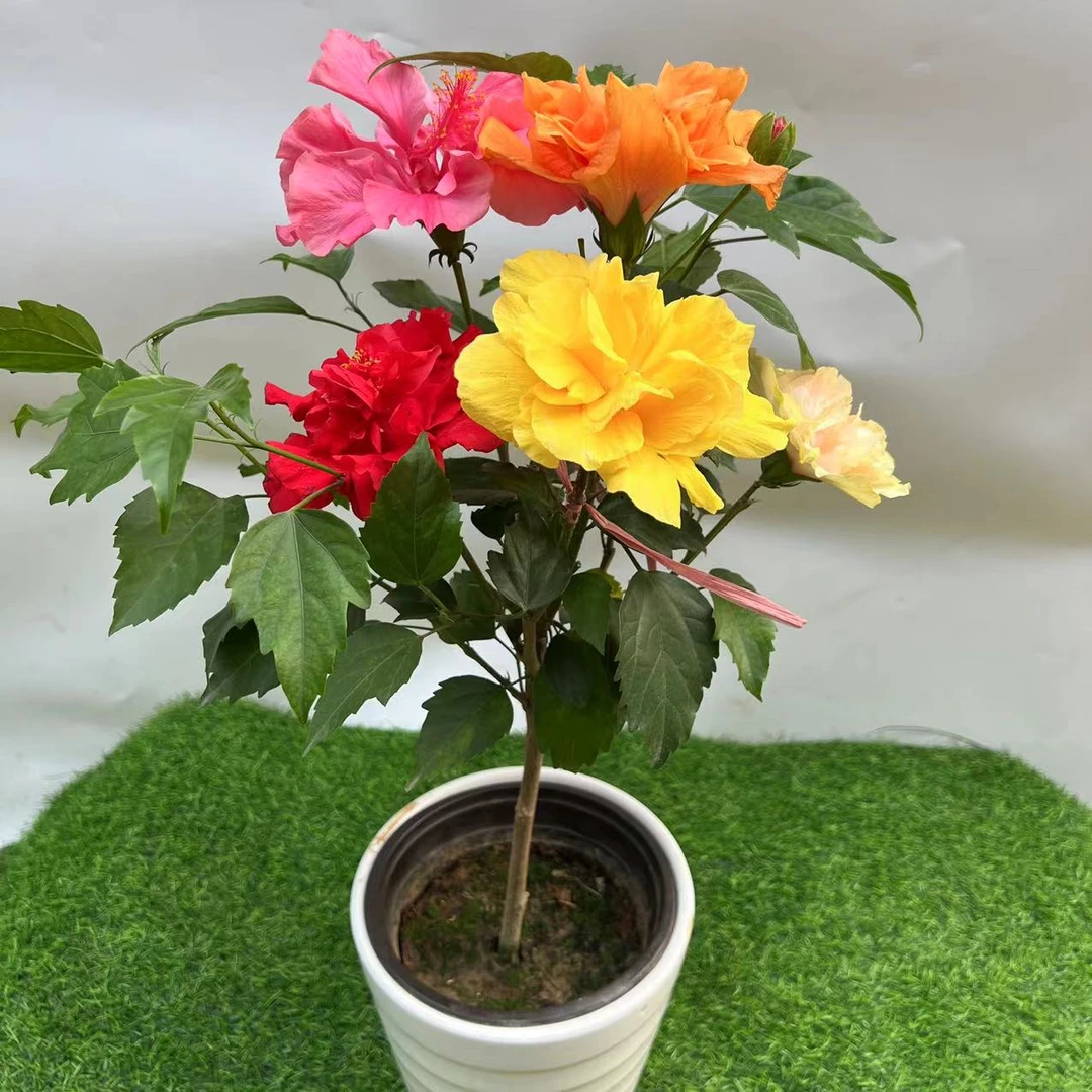 多色木槿花苗重瓣春夏秋冬庭院耐寒花卉植物盆栽芙蓉蝴蝶四季开花