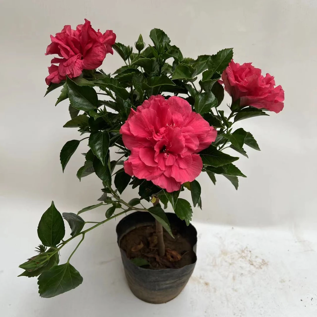 深粉色  木槿花苗重瓣阳台庭院耐寒花卉植物盆栽芙蓉扶桑四季开花