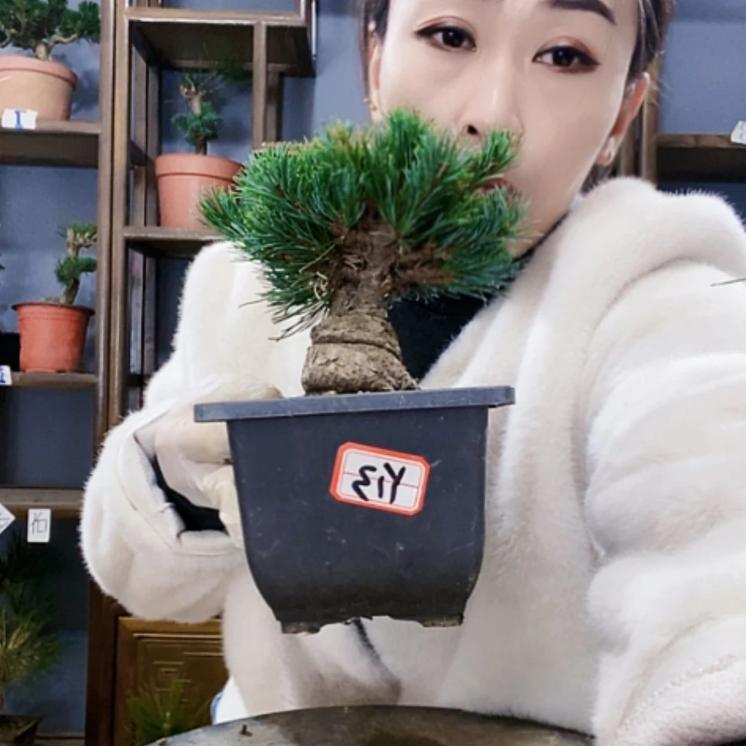 【闪购商品】ه***ه植物形态