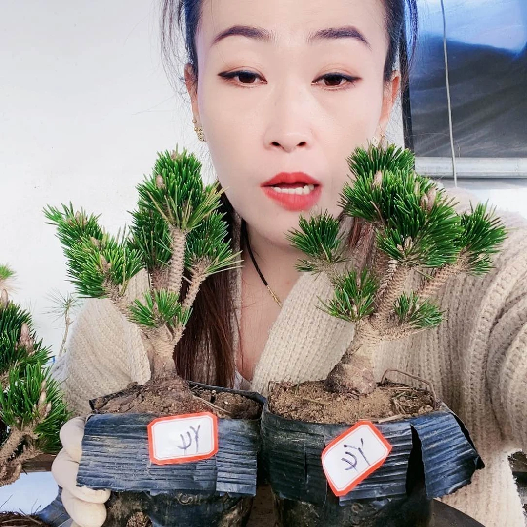 植物形态。