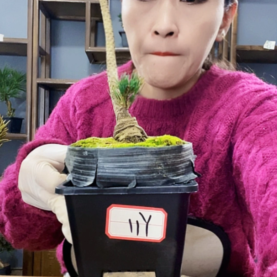 【闪购商品】植物形态