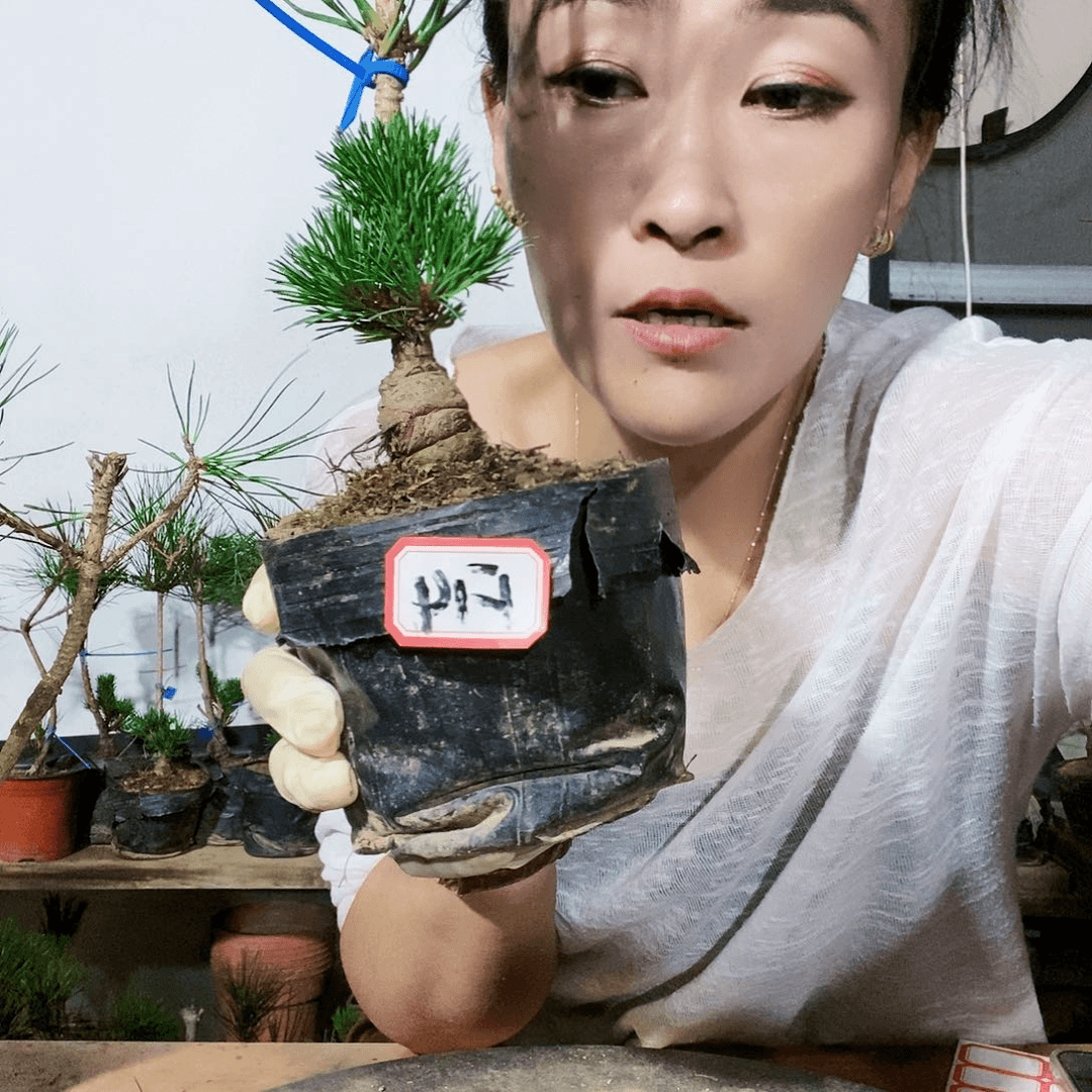 植物形态。