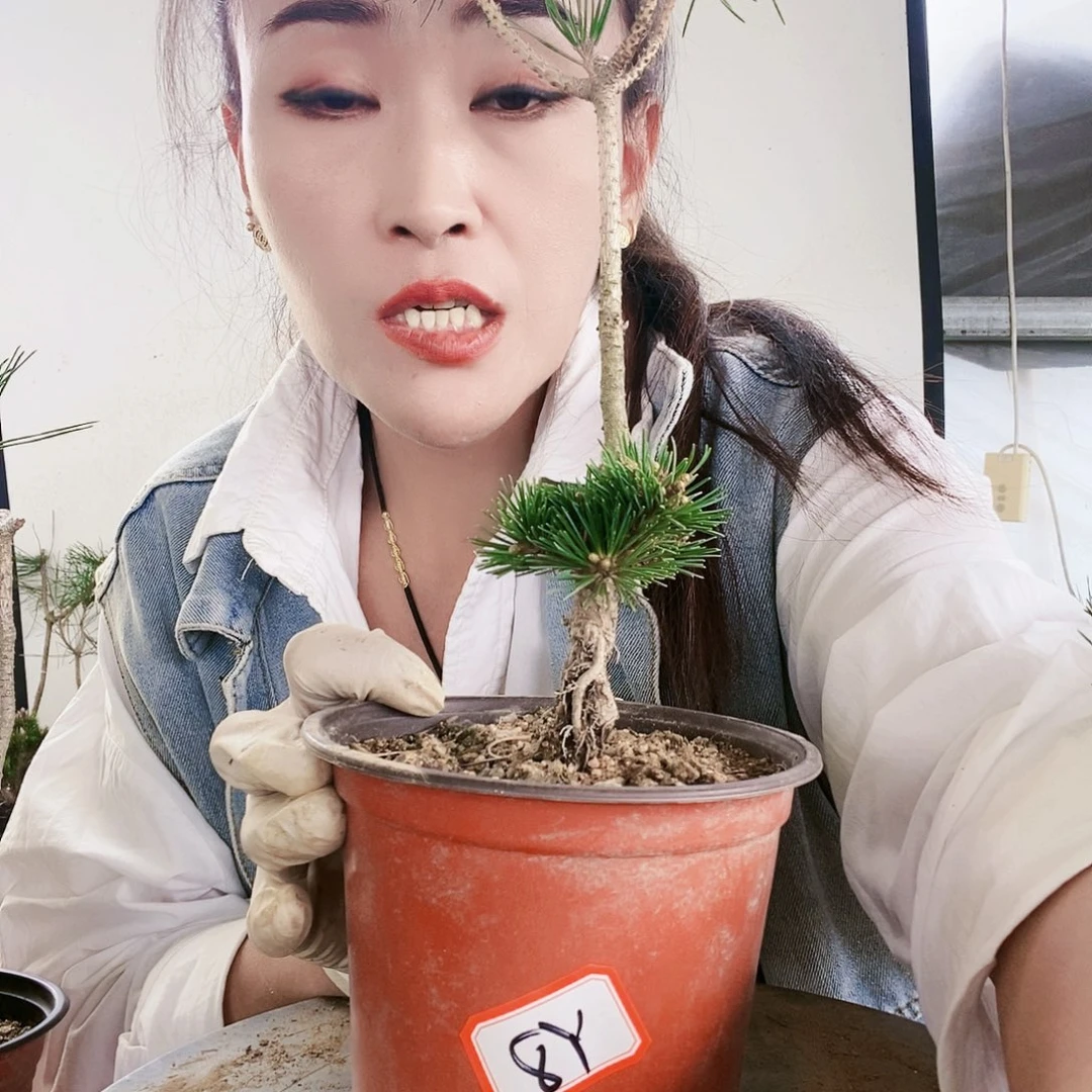 沐*植物形态。