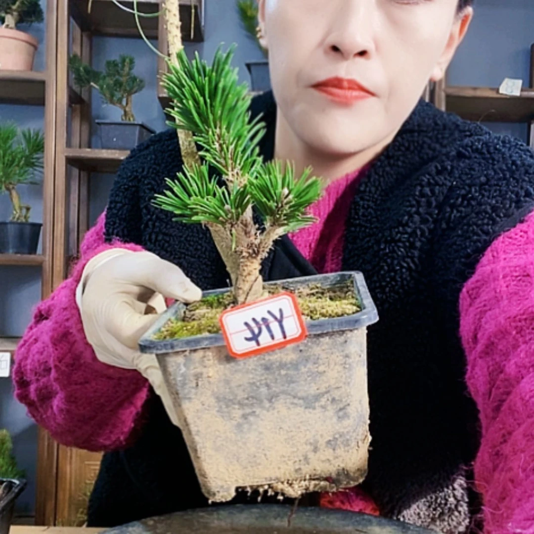 【闪购商品】植物形态