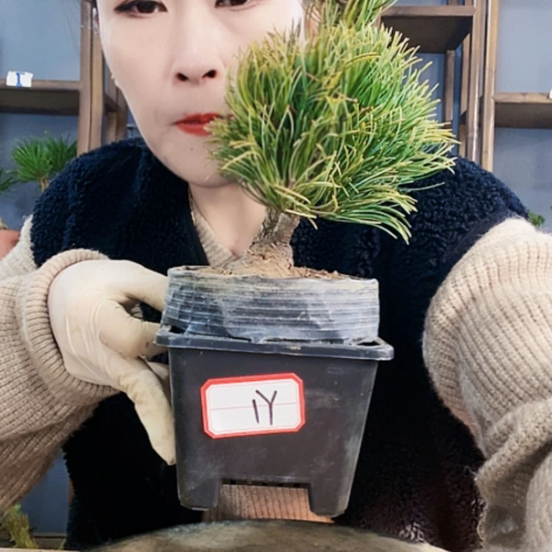【闪购商品】植物植物形态