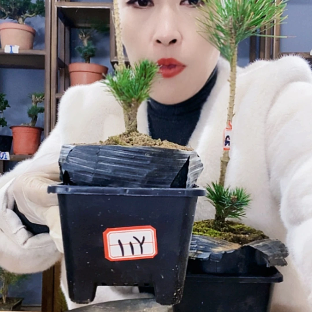 【闪购商品】植物形态