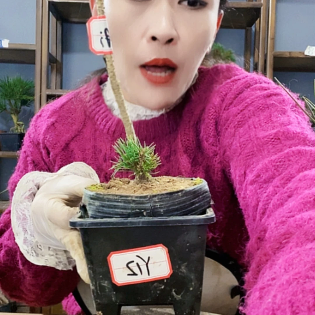 【闪购商品】植物植物形态
