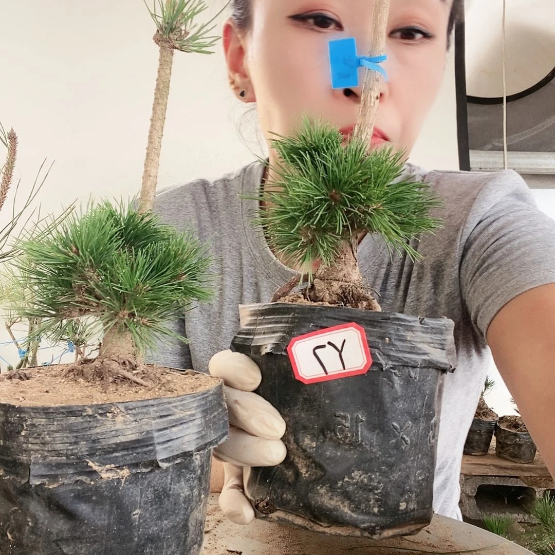 植物形态。