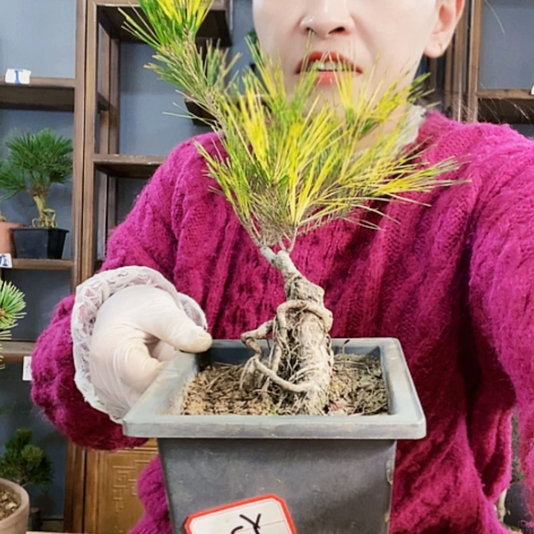 【闪购商品】植物形态