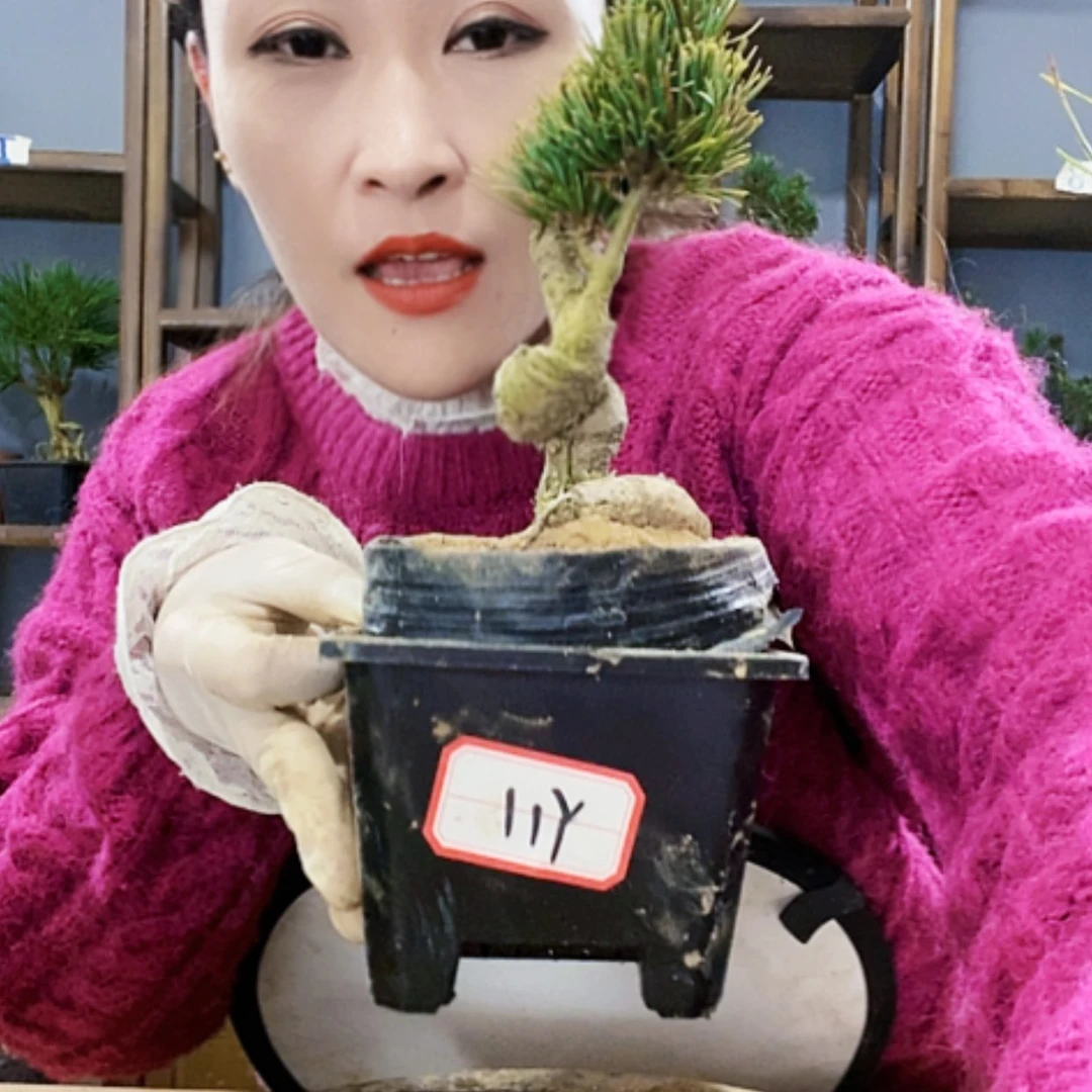 【闪购商品】植物植物形态