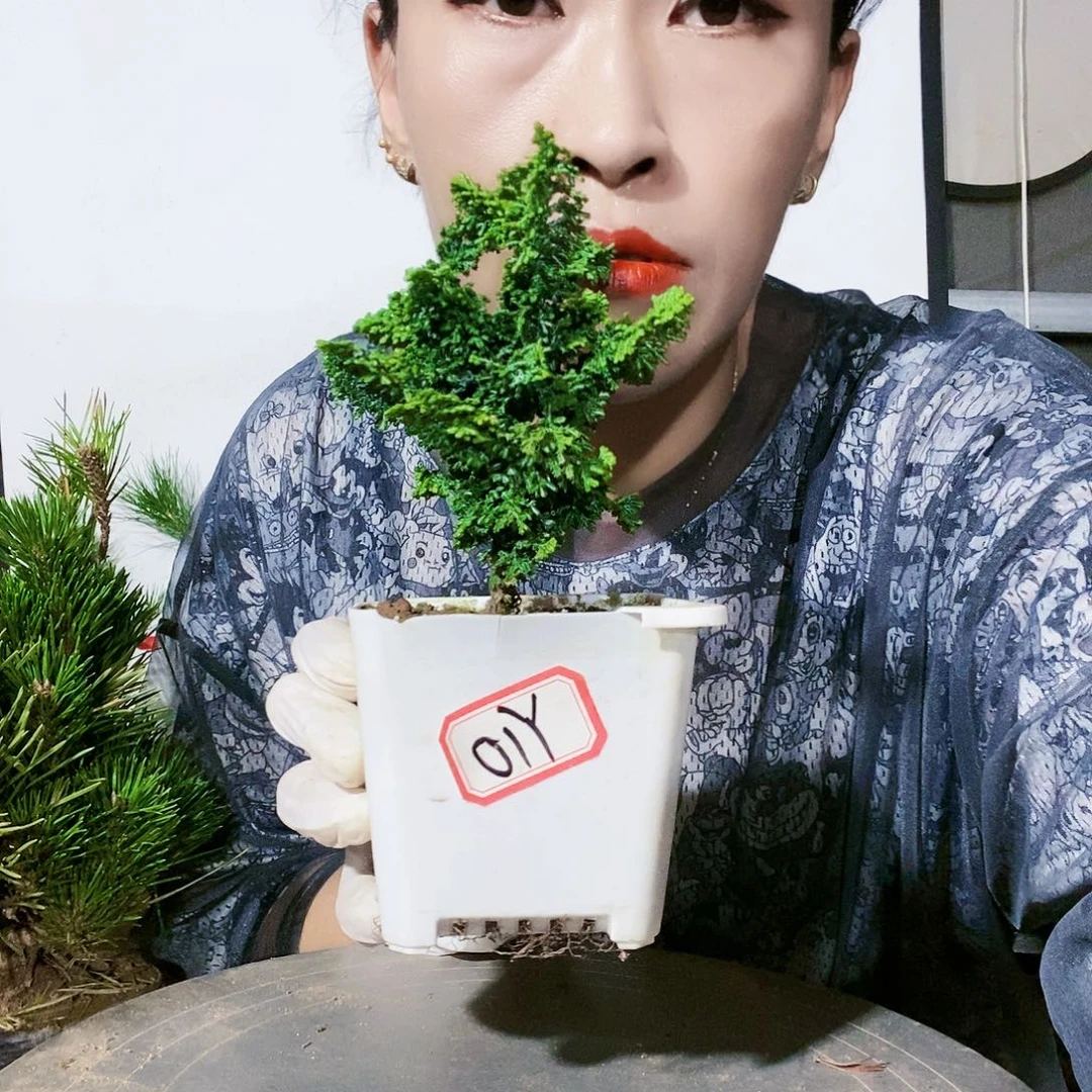 植物形态。