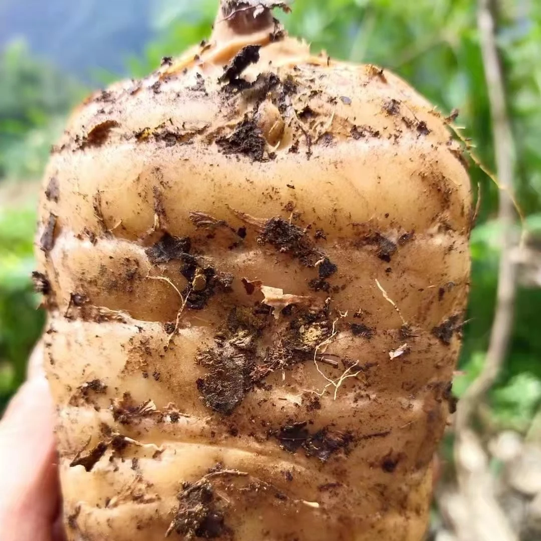 贵州大方高山新鲜天痲现挖现发货贵州天麻正宗天麻1斤3斤/5斤包邮