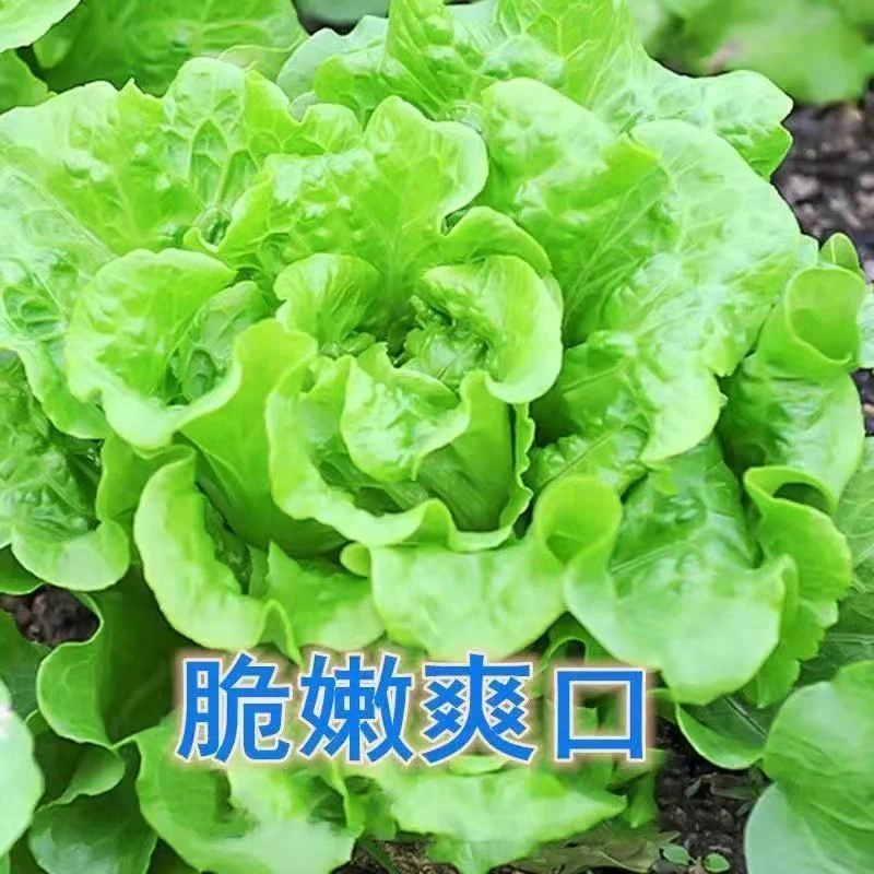 四季播种生菜种子奶油生菜玻璃生菜阳台庭院盆栽种植秋冬蔬菜种子