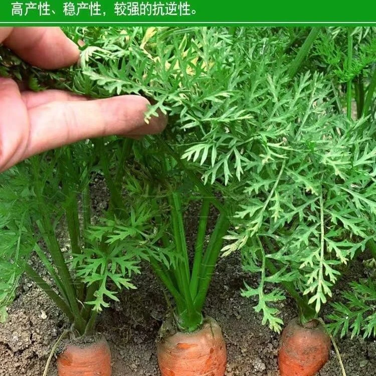 耐热耐寒胡萝卜种籽子四季夏秋播九寸参红色高菜园盆栽蔬菜种孑