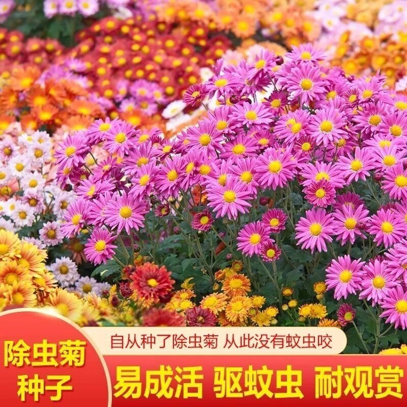 除虫菊种子驱蚊草防蚊蝇驱蚊花种子多年生花种防蚊虫花草驱蚊植物