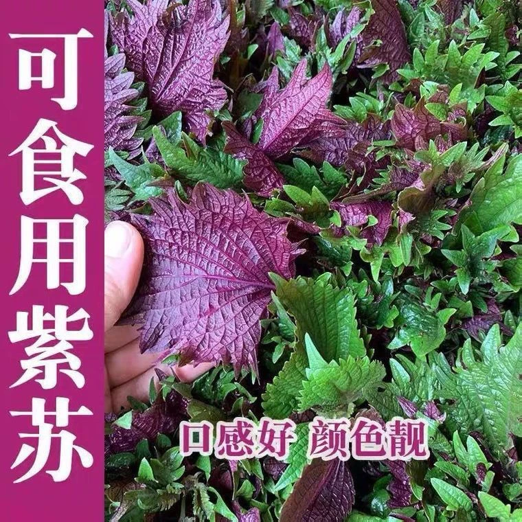 紫苏种子可食用双面红紫苏大叶紫苏种子四季耐热阳台盆栽蔬菜种子
