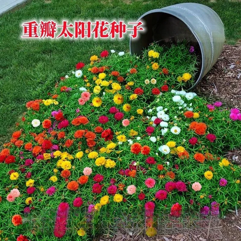 重瓣太阳花种子混色四季庭院阳台易活室外种子花种籽