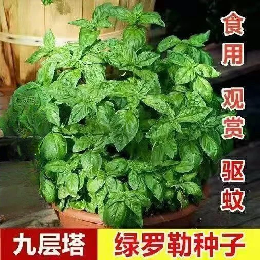 罗勒种子绿茎九层塔种柠檬甜罗勒阳台庭院种植可食用肉桂香料种子