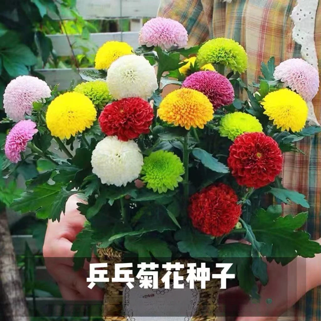 球形乒乓菊花种子四季种植开花易活室内室外耐寒耐热盆栽庭院