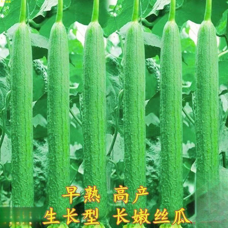 香嫩长丝丝瓜蔬菜种子香丝本地子春春季长香种子易发