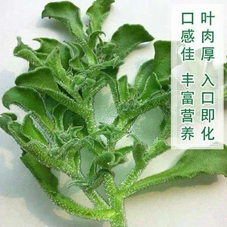 水晶冰菜种子四季阳台盆栽冰草种子养生色栽培蔬菜种子