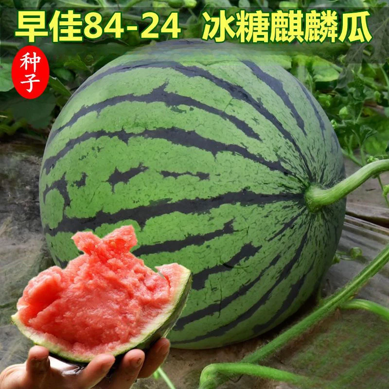 麒麟少籽西瓜种子无籽大巨型甜王南方四季蔬菜水果种孑