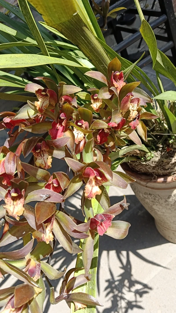 高端兰花绿植云南原生虎头兰兰浓香型易栽易成活精品兰花