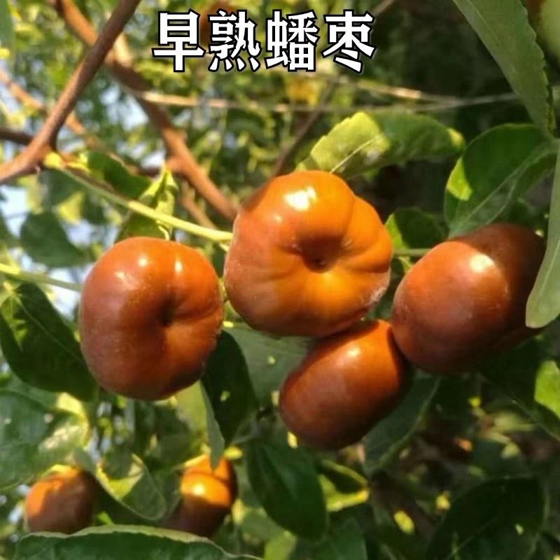新品种特大果枣苗早熟蟠枣子树苗嫁接苗南方北方地栽种植当年结果