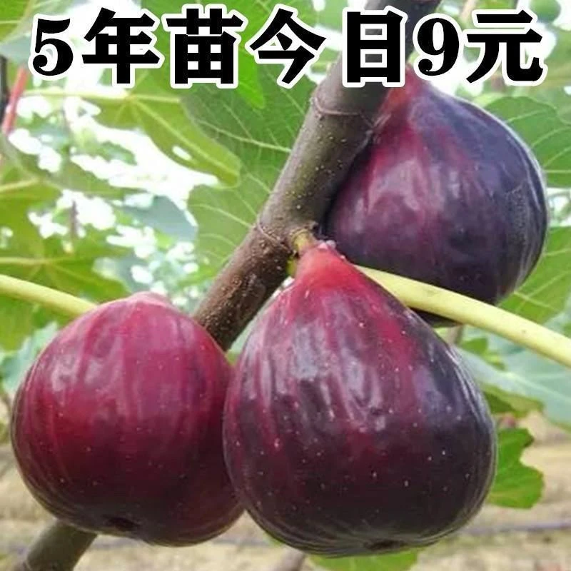 无花果苖特大波姬红南方北方无花果苗树盆栽种植无花果树果苗特大