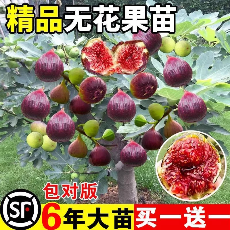 无花果树苗盆栽水果苗四季特大波姬红南北方阳台种植地栽当年结果