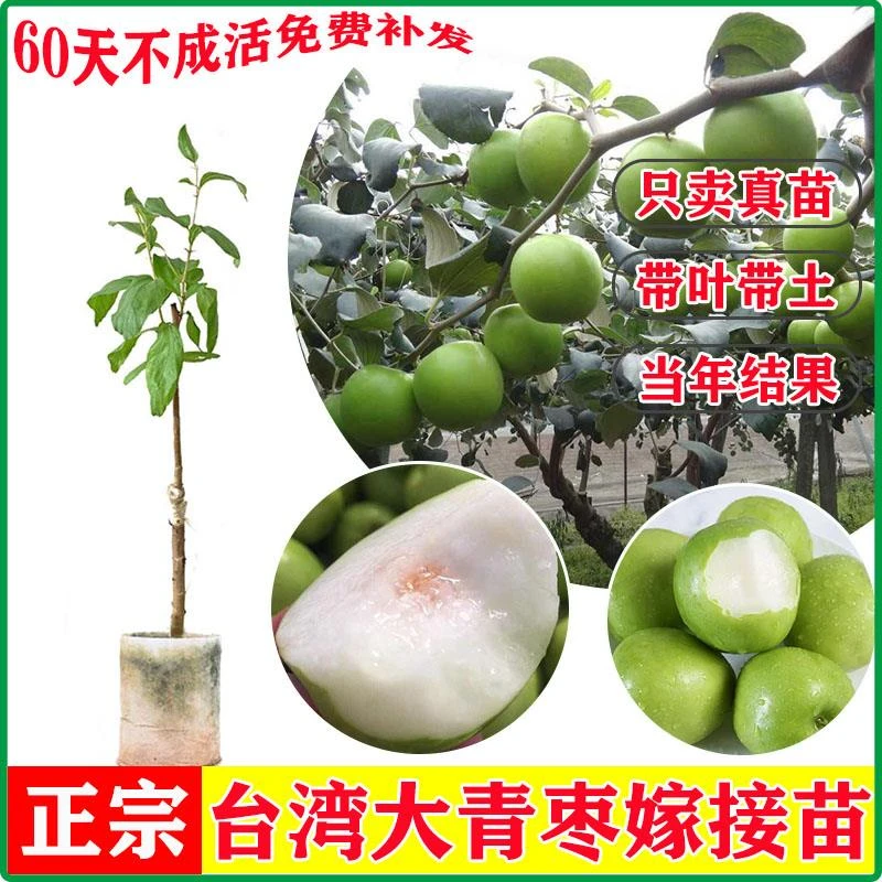 台湾大青枣树苗牛奶枣庭院盆栽嫁接果树当年开花结果带土带叶包邮