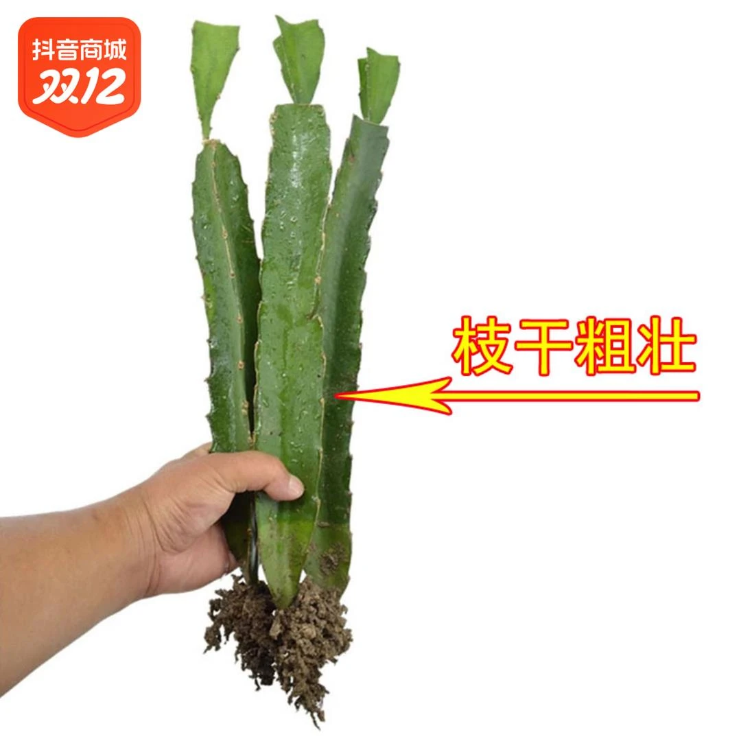 正宗红心火龙果树苗 四季结果阳台盆栽屋顶庭院种植红肉火龙果苗