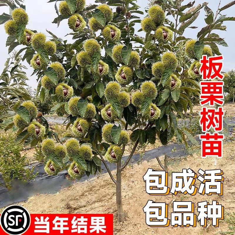 板栗苗树嫁接板栗树南方北方种植大红袍当年结果地栽特大果树果苗