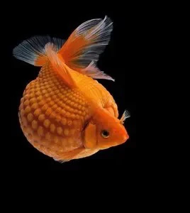 直播选鱼珍珠金鱼活体冷水观赏鱼