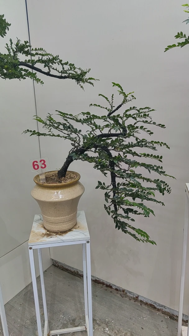 精品文人造型小叶紫檀盆景（一物一拍）