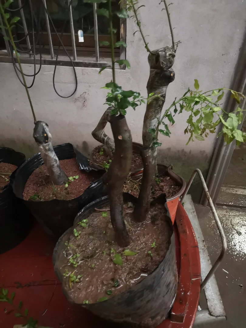 盆栽金弹子树，小老桩，大桩都有。