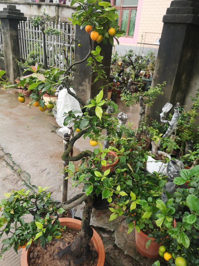 金弹子树盆景素材，有老桩金品小老桩