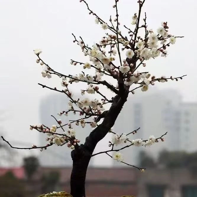 原生品种梅花老桩盆景盆栽地栽耐寒南北方种植