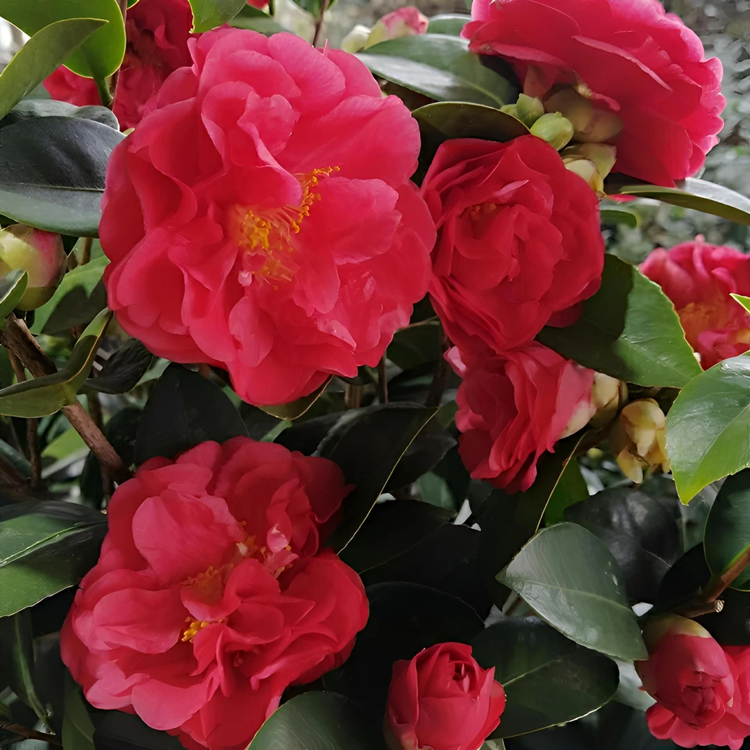 四季茶花盆栽四季开花不断室内庭院好养易活