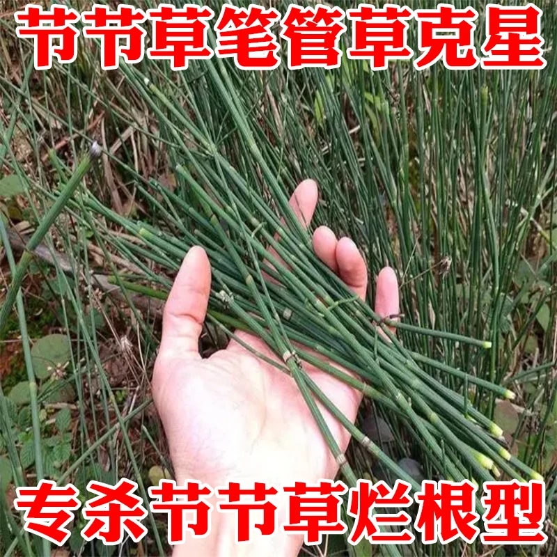 专杀节节草农药笔管草专用药除草剂二甲草甘膦果园死草烂根正品